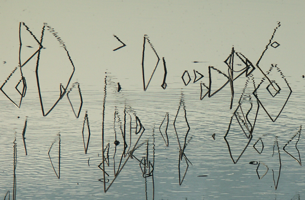 タイトルは「枯蓮の池」