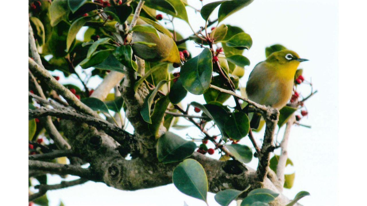 小田口義晴_メジロ