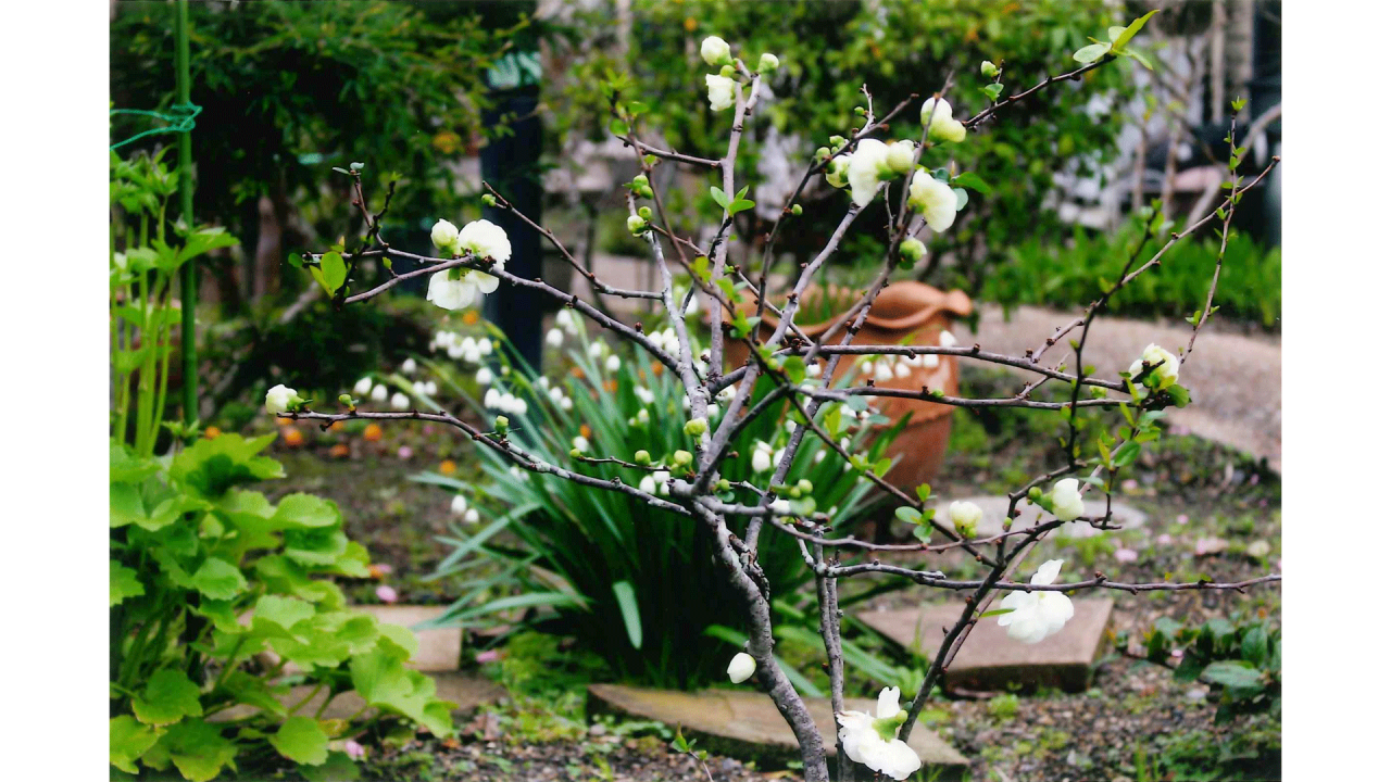 小田口義晴_春の庭咲き