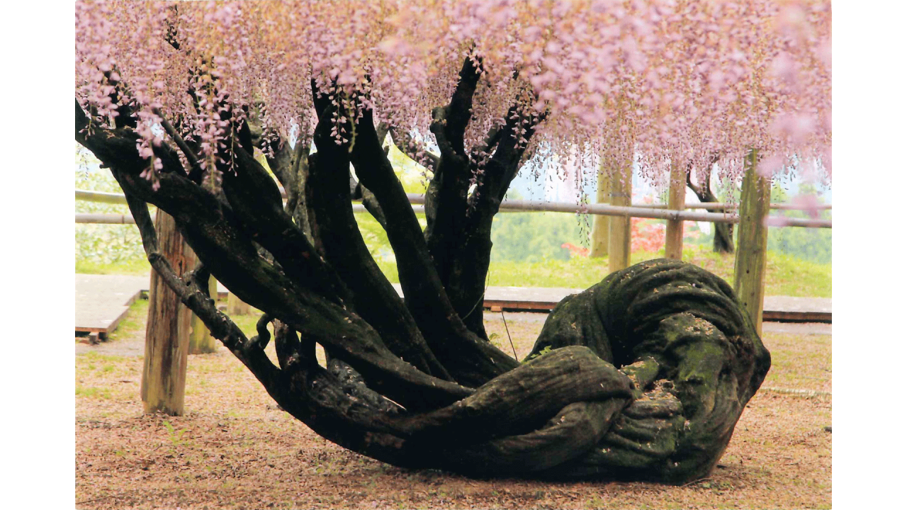 川嶋広実_気になる木02