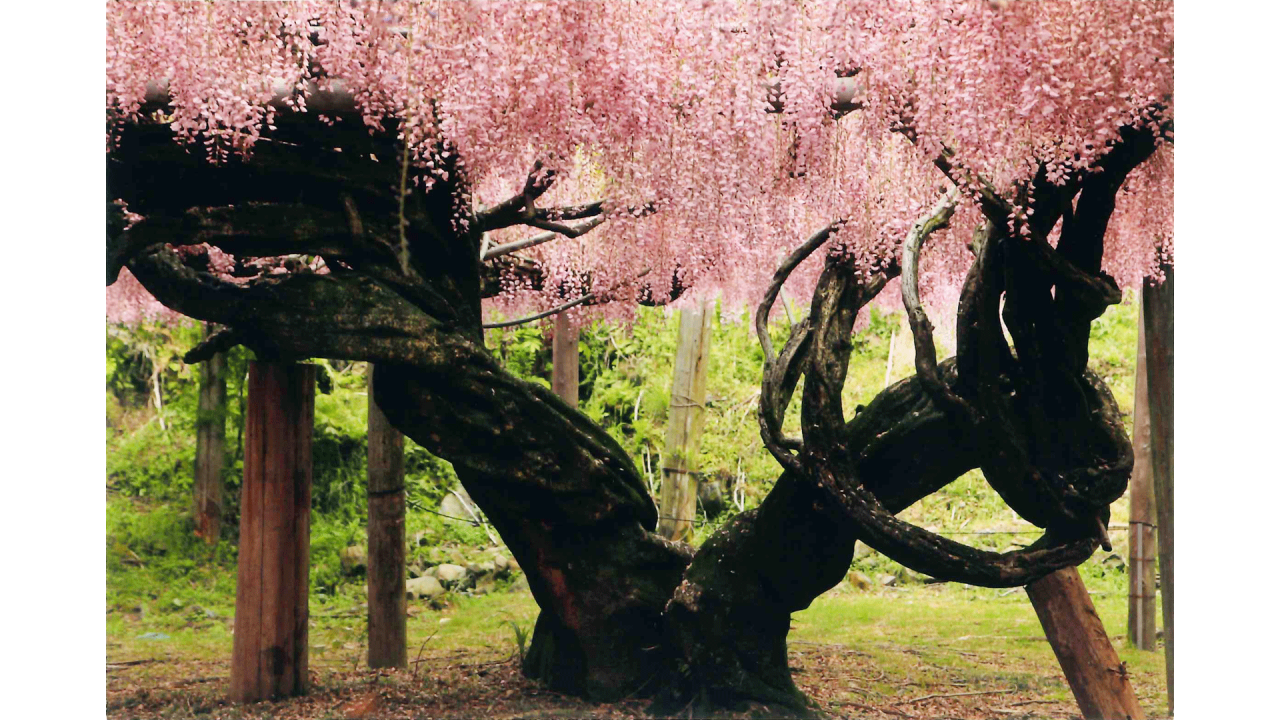 川嶋広実_気になる木01