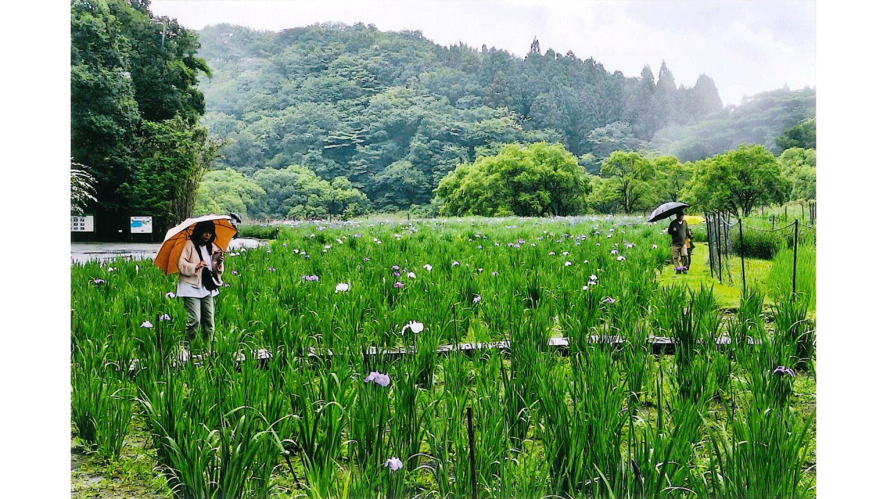 甲斐好美_雨の神楽女湖
